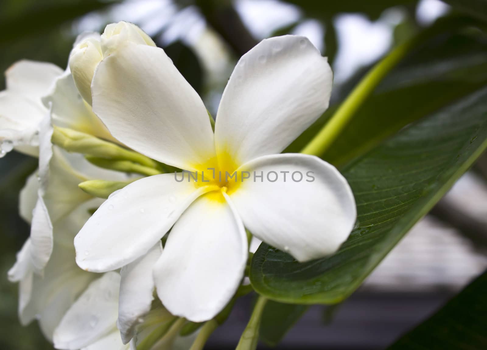 Branch of tropical flowers frangipani by den_rutchapong