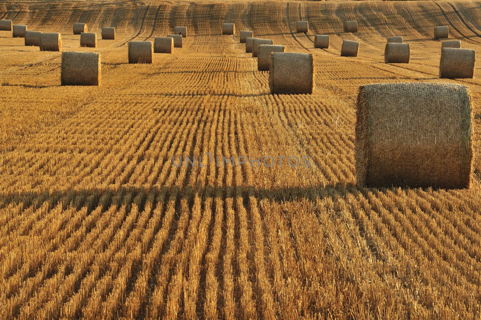 Bales of straw in a field after harvest. Taken at sunset. Space for text lower left.
