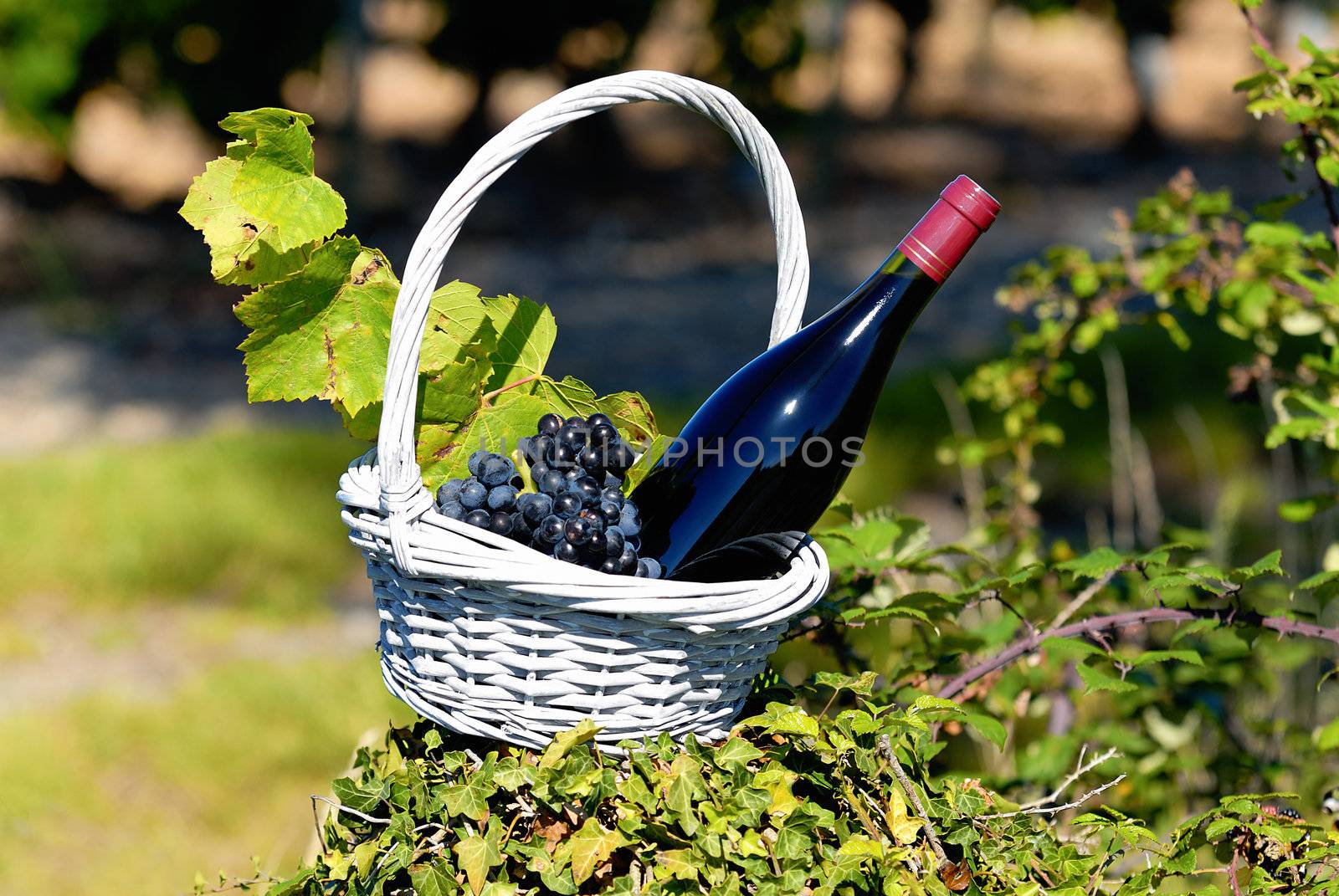Bottle of red wine in a basket of reasons near a typical church