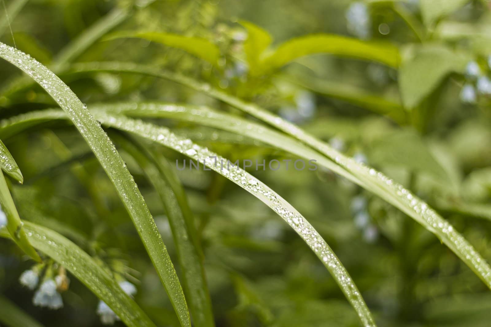 Grass on a bed with small dewdrops