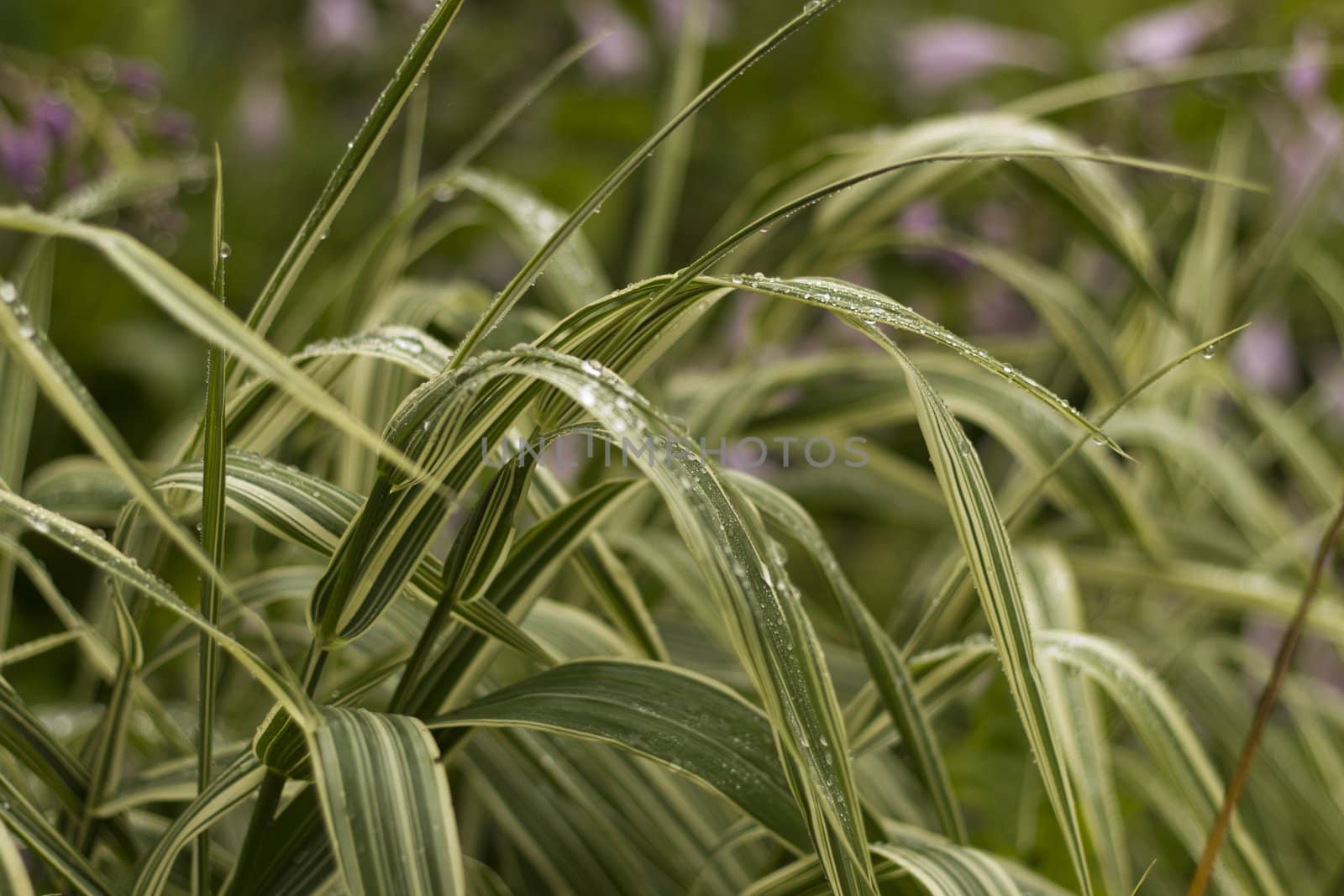 Grass with dew by selezenj