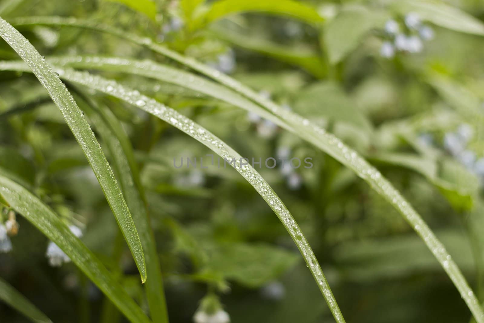 Grass on a bed with small dewdrops