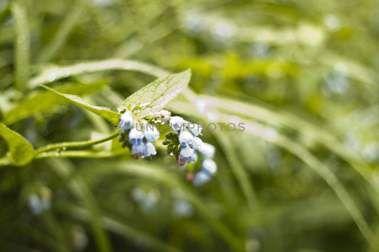 Flowers on a bed with small dewdrops