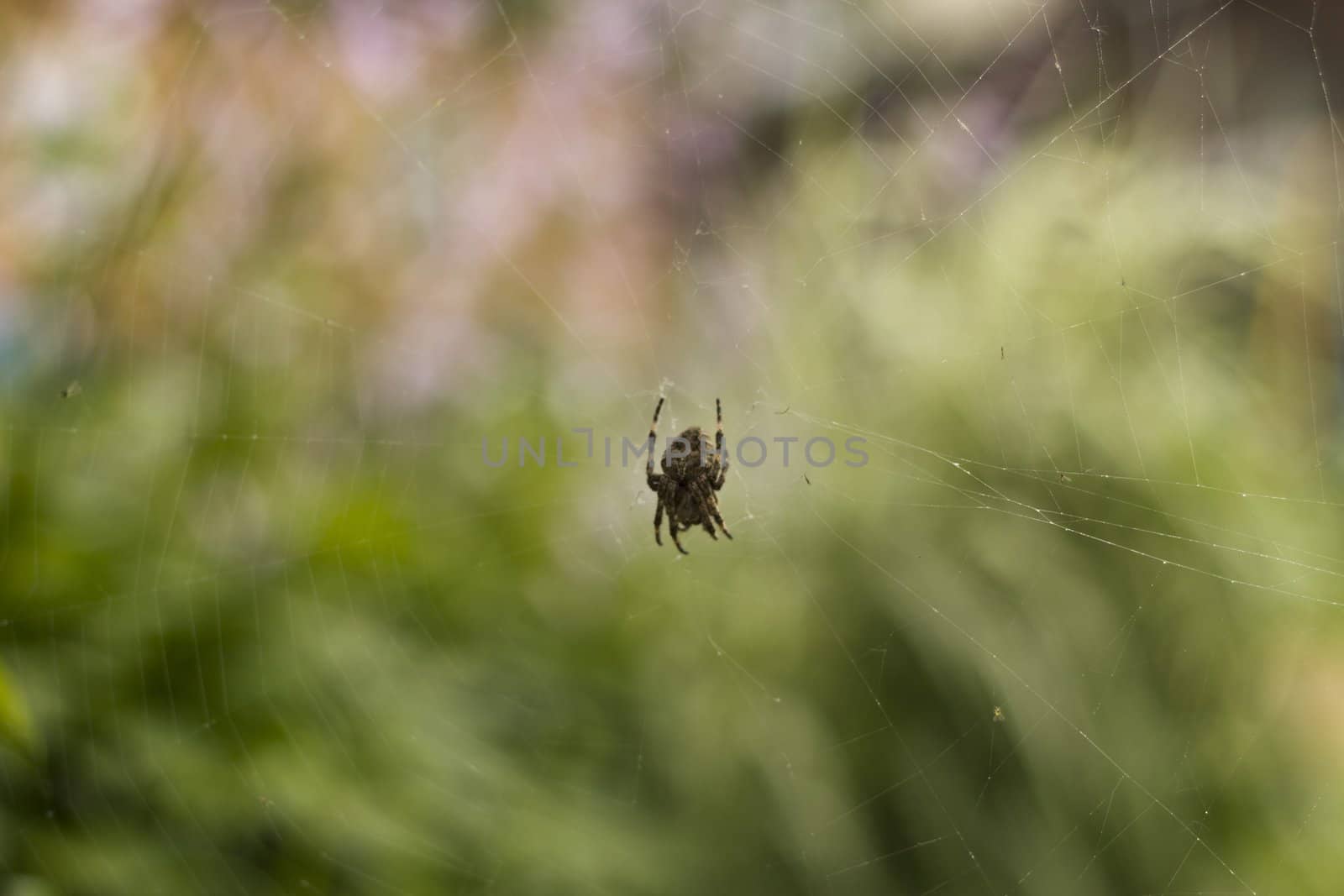 Spider on a web by selezenj