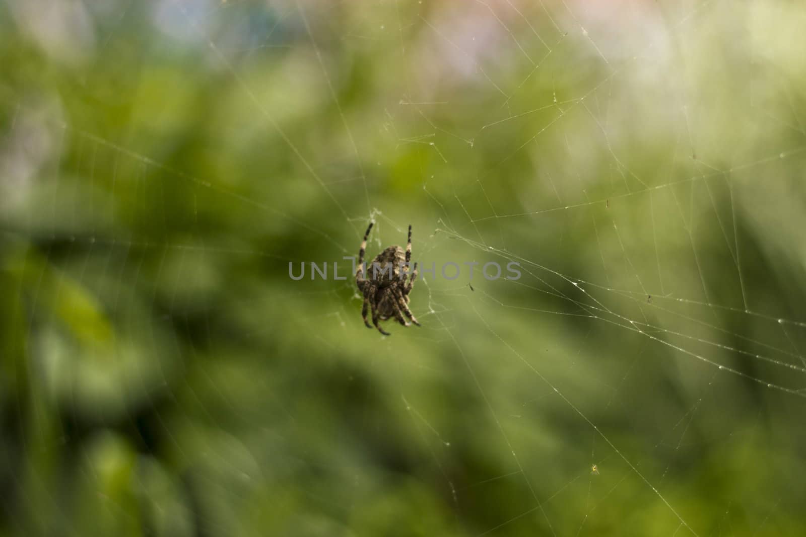 Spider on a web by selezenj