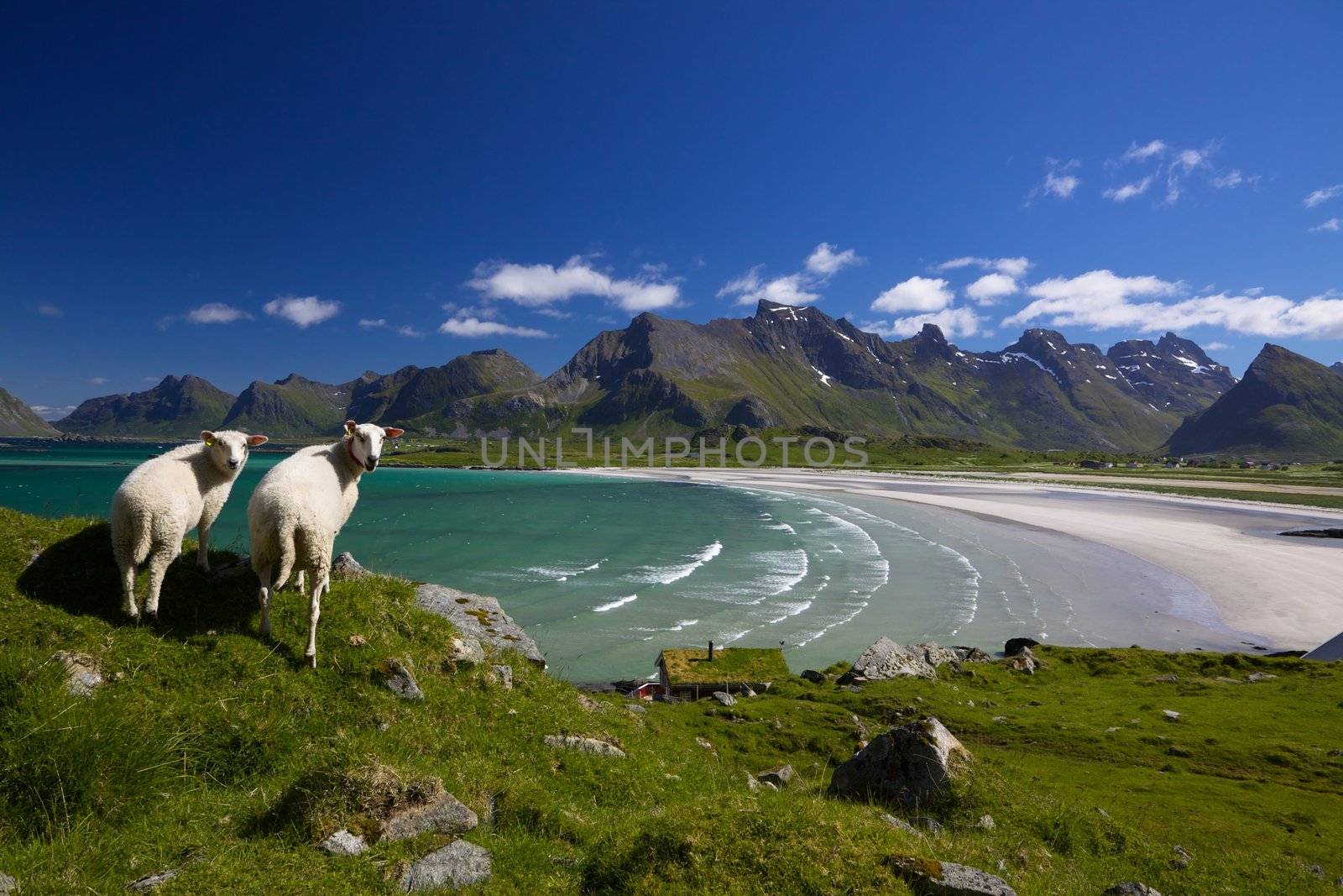 Sheep on Lofoten islands by Harvepino