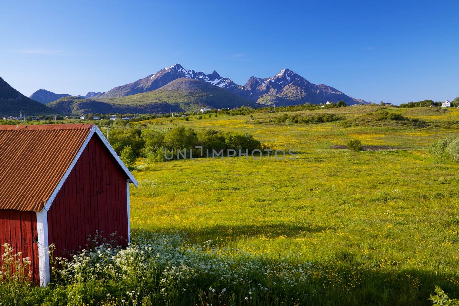 Scenic Lofoten islands in Norway during short summer north of arctic circle with typical red wooden building, dramatic mountain peaks and flowering fields
