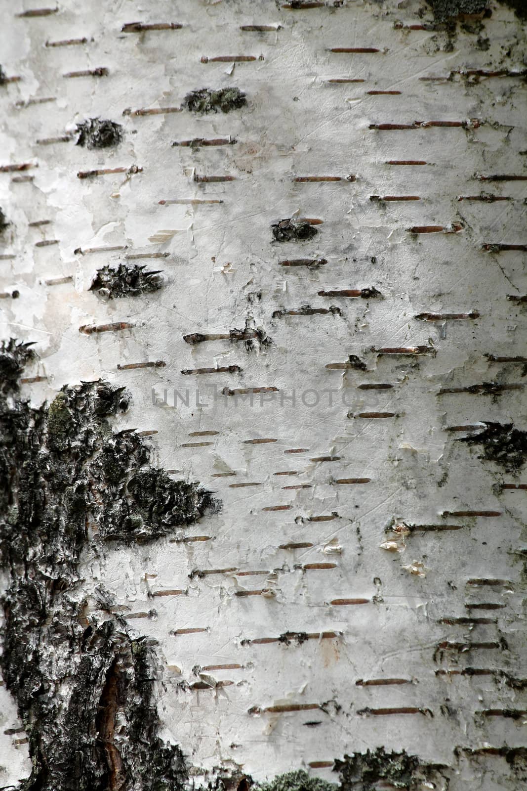 A White birch tree background