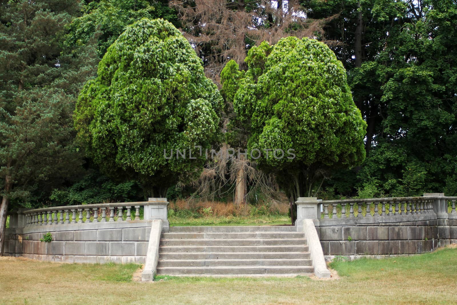 Some Stone steps with trees