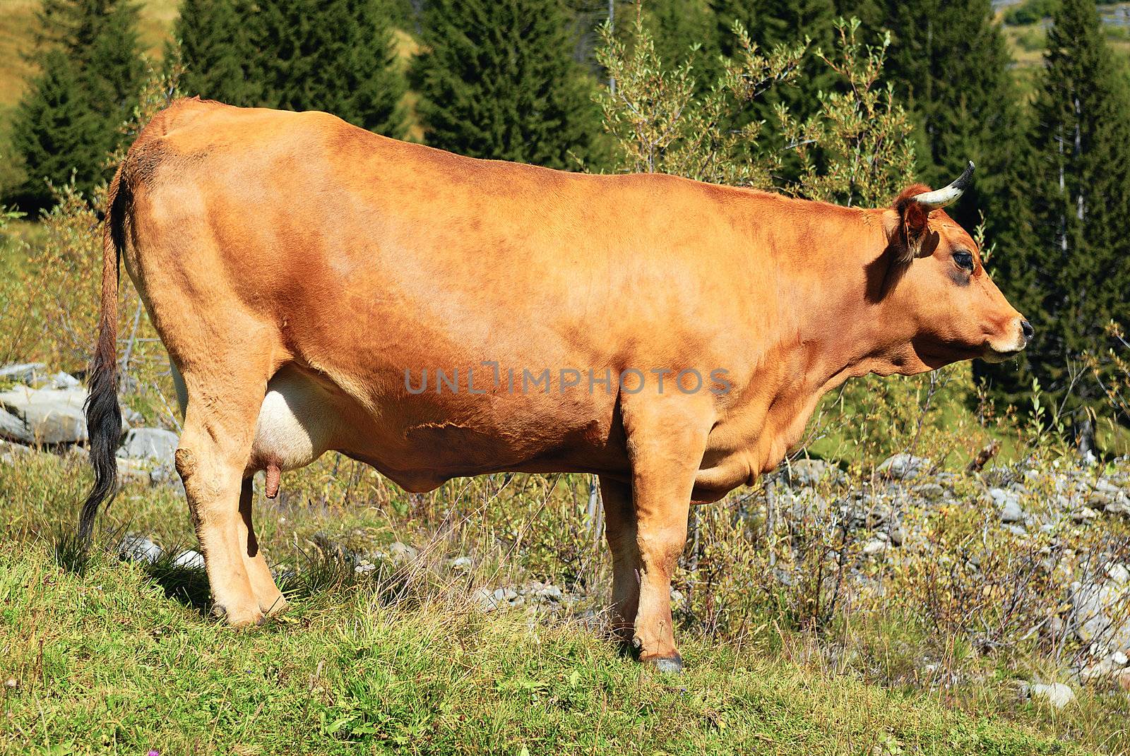 Cow, farm animal in the french alps, Tarine race cow, savy, beaufort sur Doron
