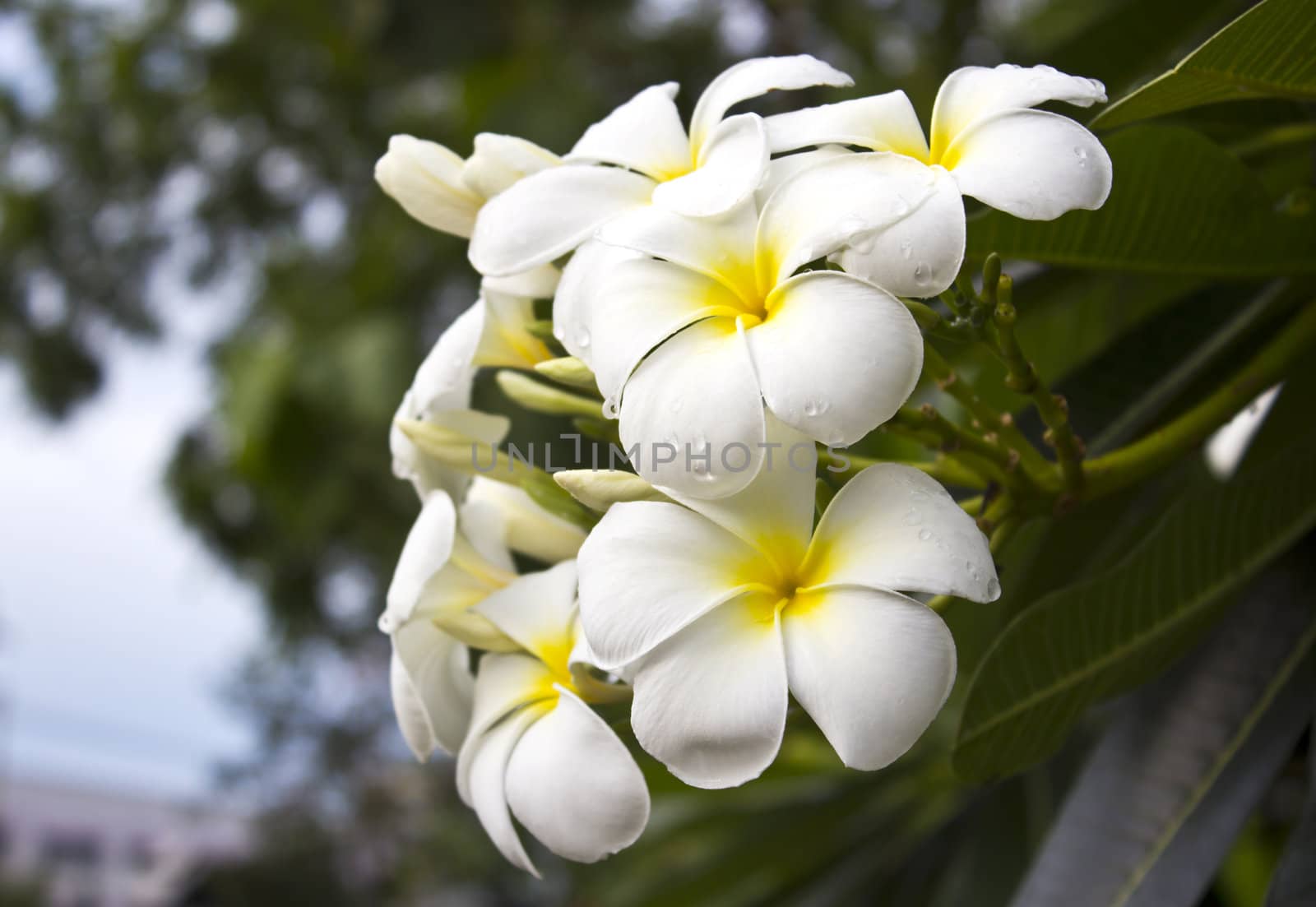 Branch of tropical flowers frangipani  by den_rutchapong