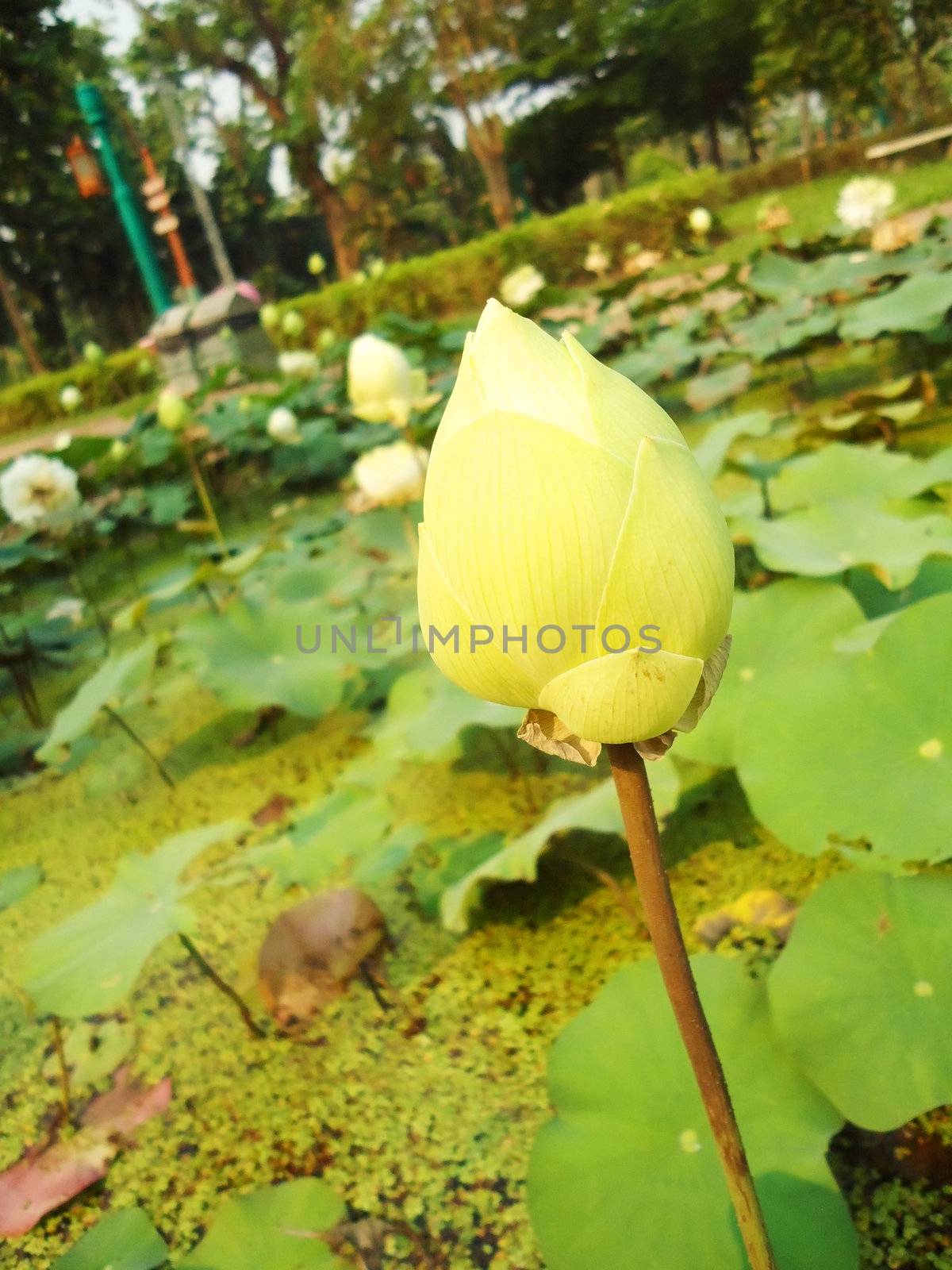 White Lotus in the lagoon                   