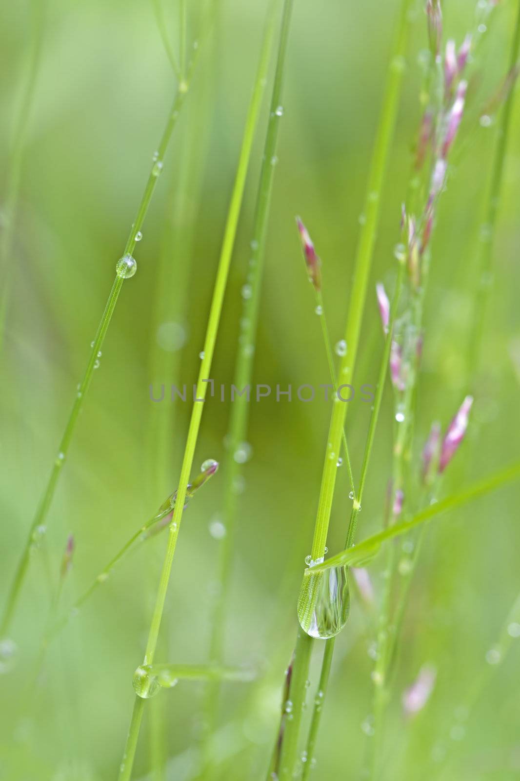 Close-up of dew drops on beautiful straws