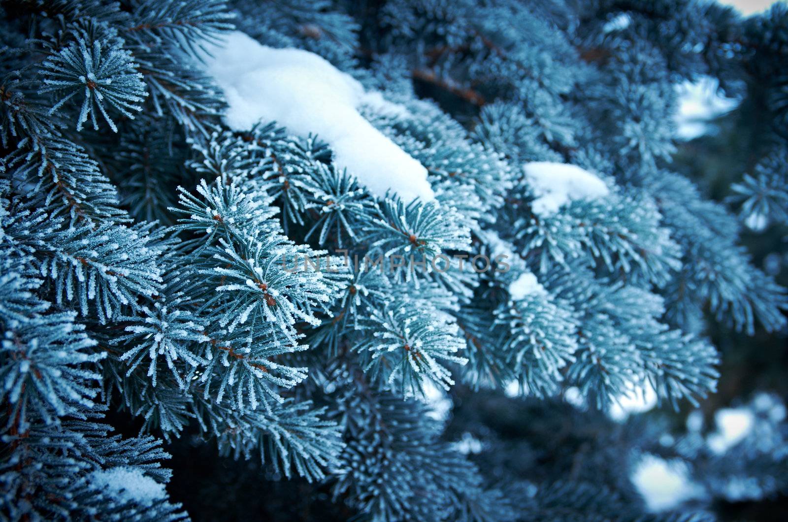 Winter frost on spruce  christmas tree  close-up .Shallow depth-of-field. 