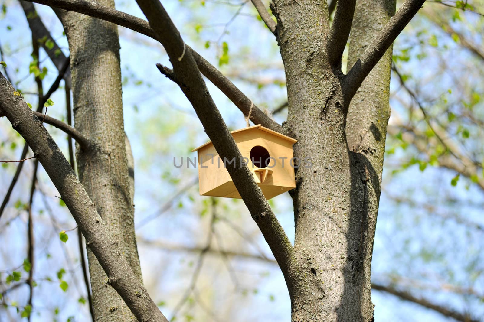 wooden birdhouse on the tree by DNKSTUDIO