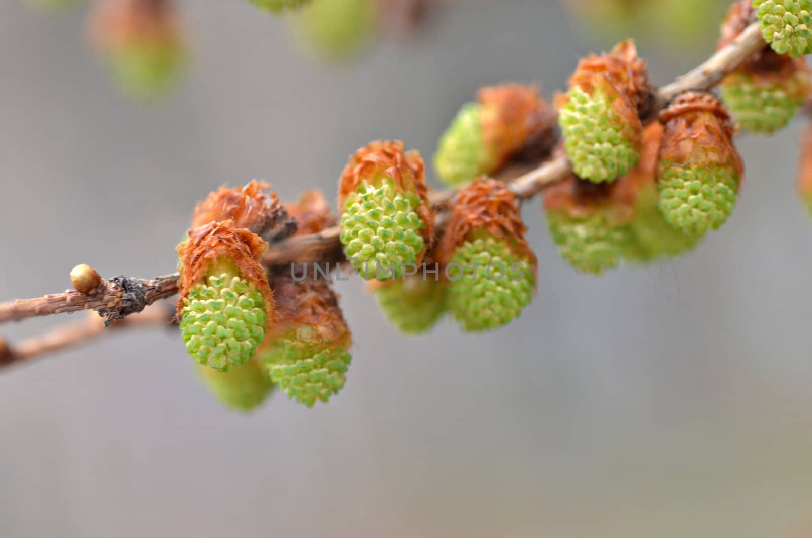 Blooming larch in the spring time. Close up macro photo