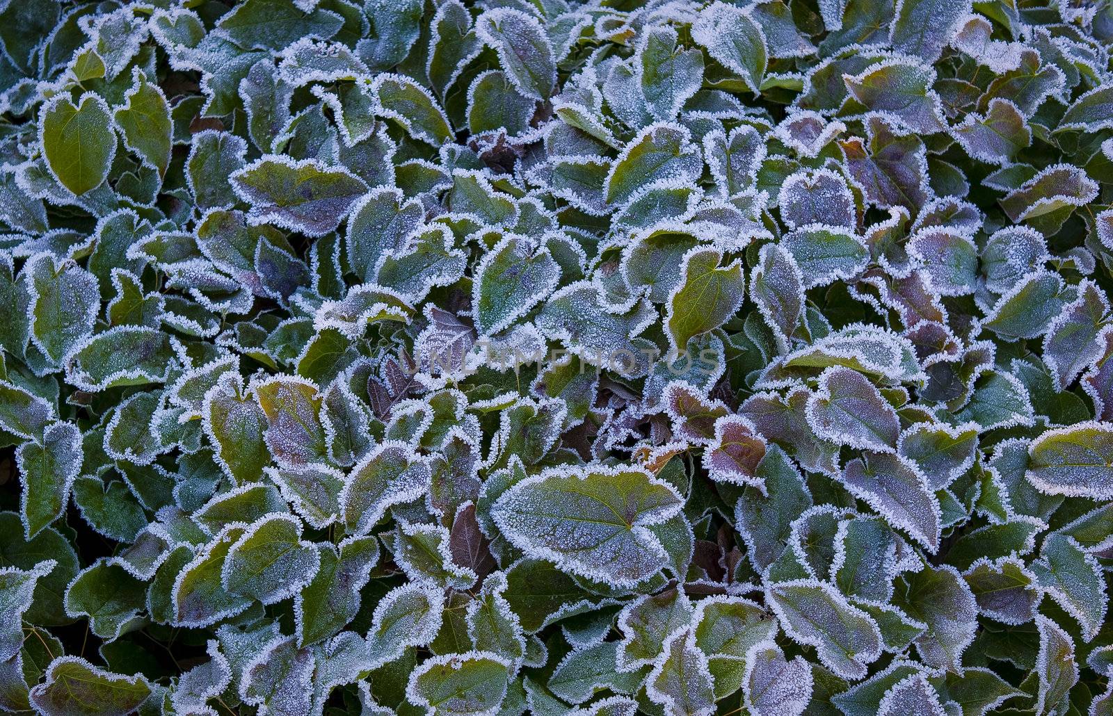 Nice cold winter morning background - Denmark.