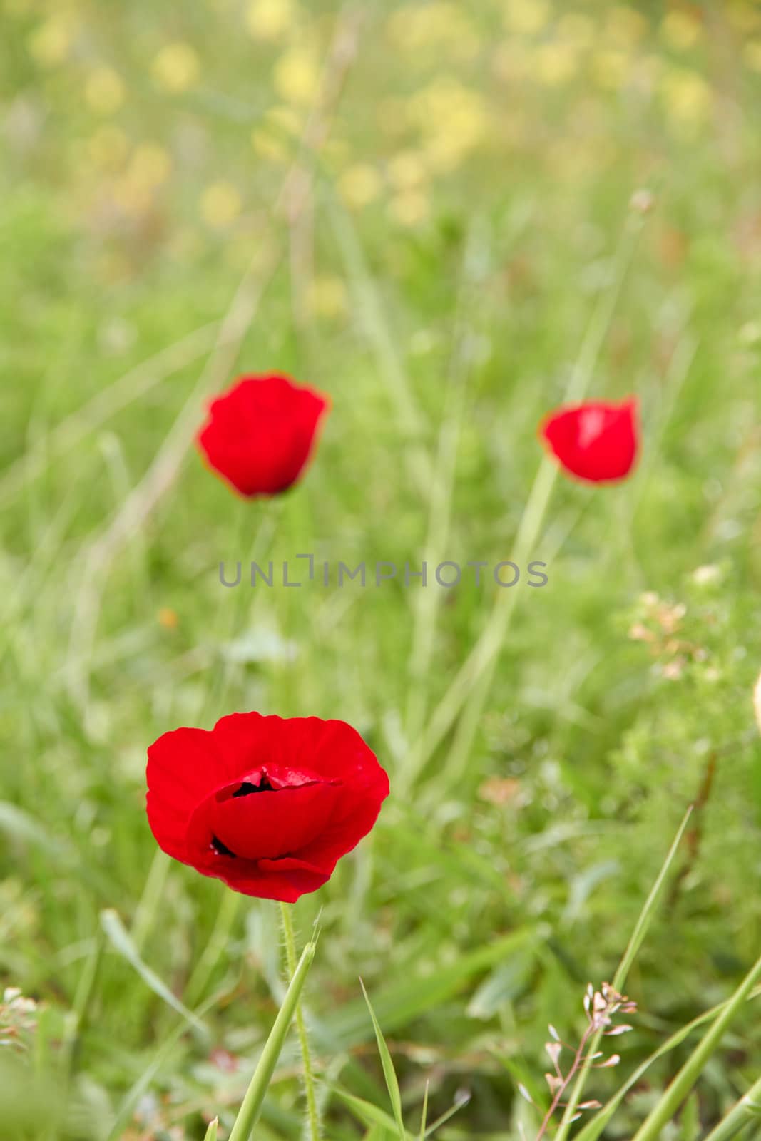 Three red flowers in front of the greens and focused one of them.
