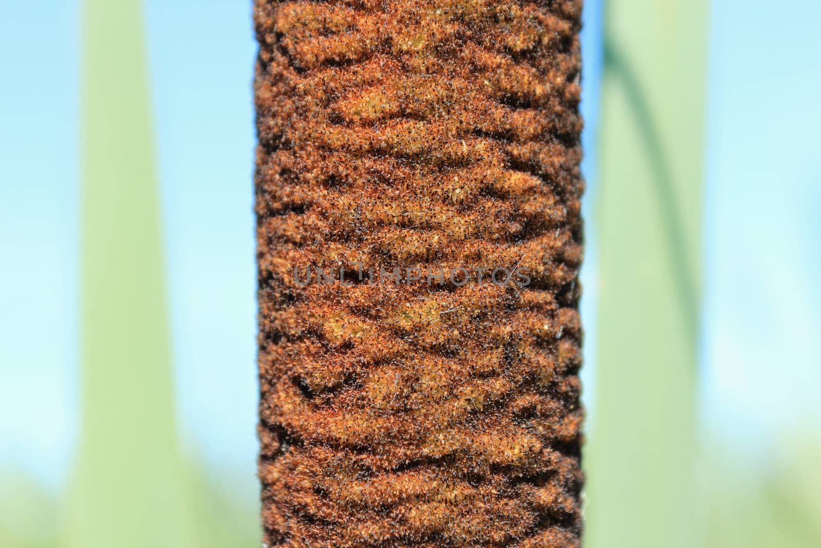 The top part of a stalk of a reed mace on the dim background