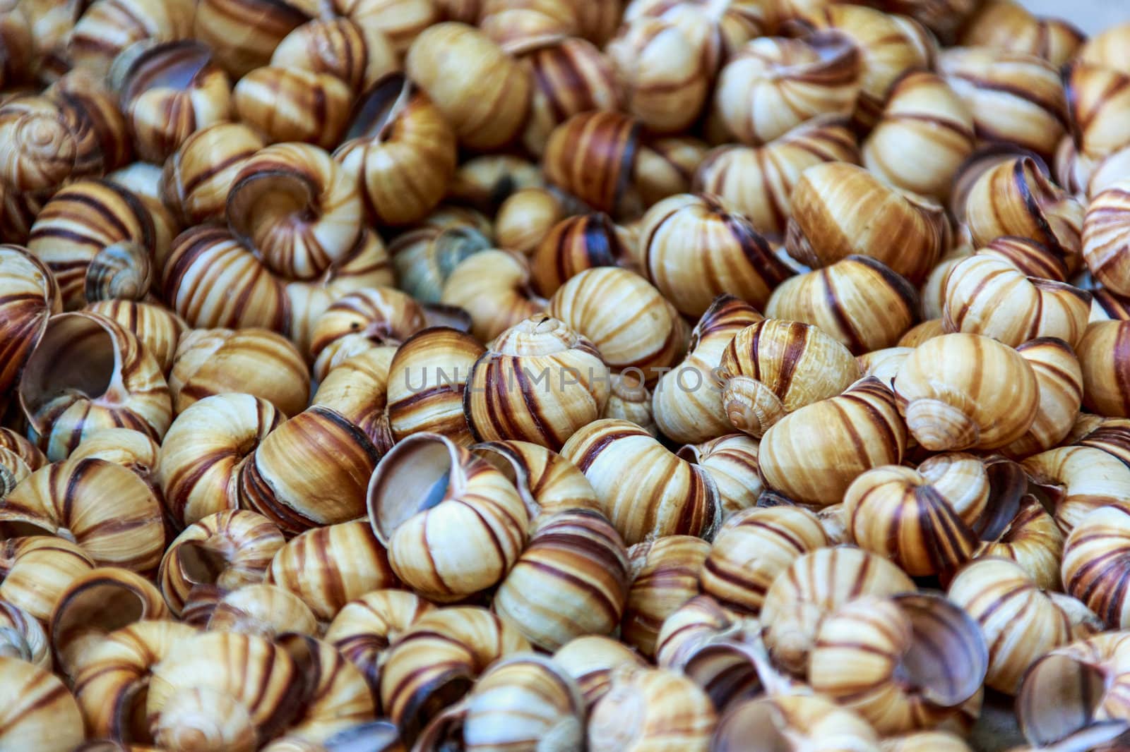 Snail shells by fogen