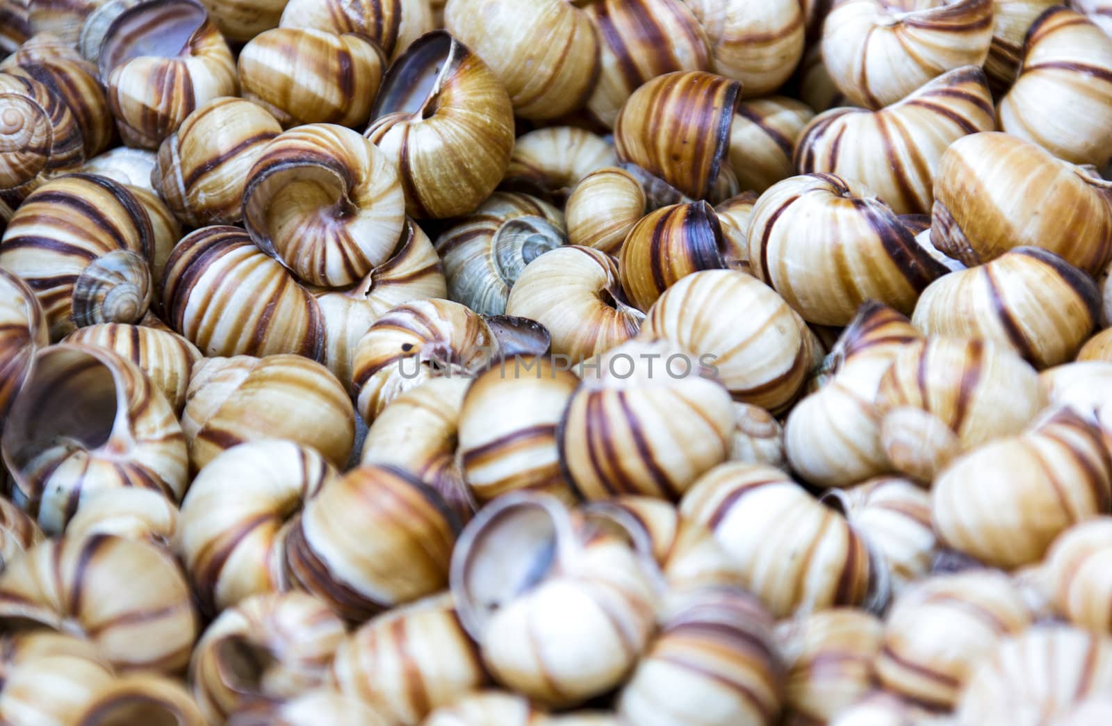 Seamless background from snail shells