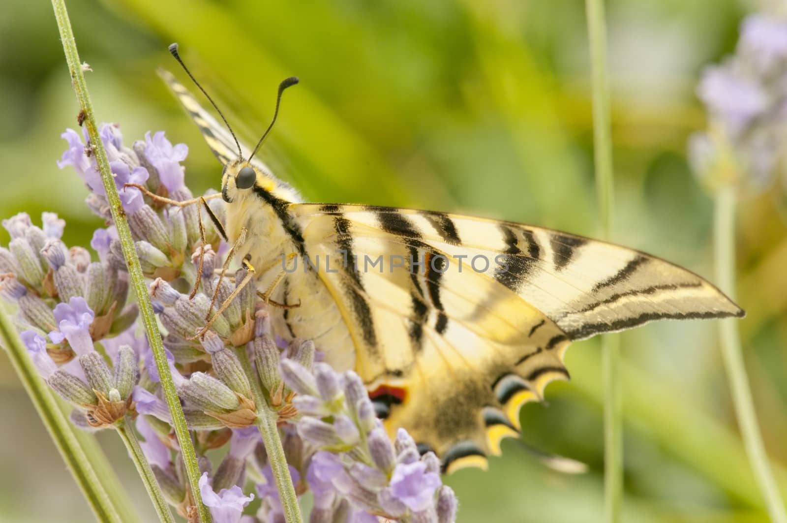  wild butterfly among the flowers of the garden