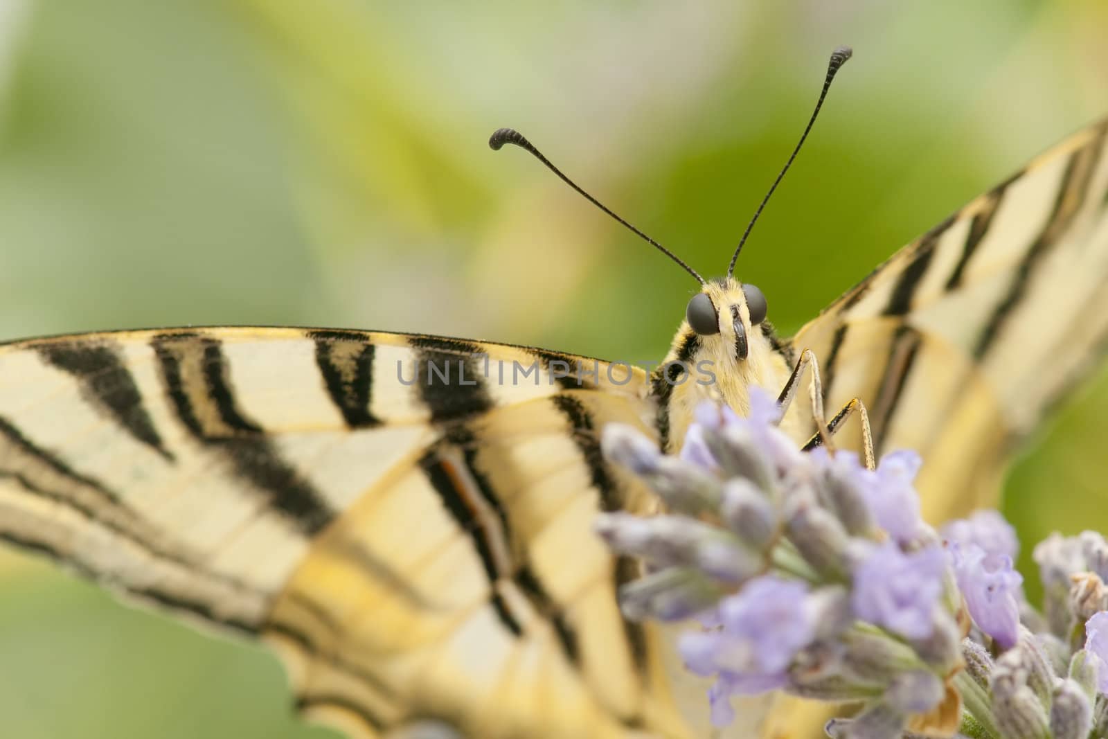 wild butterfly among the flowers of the garden