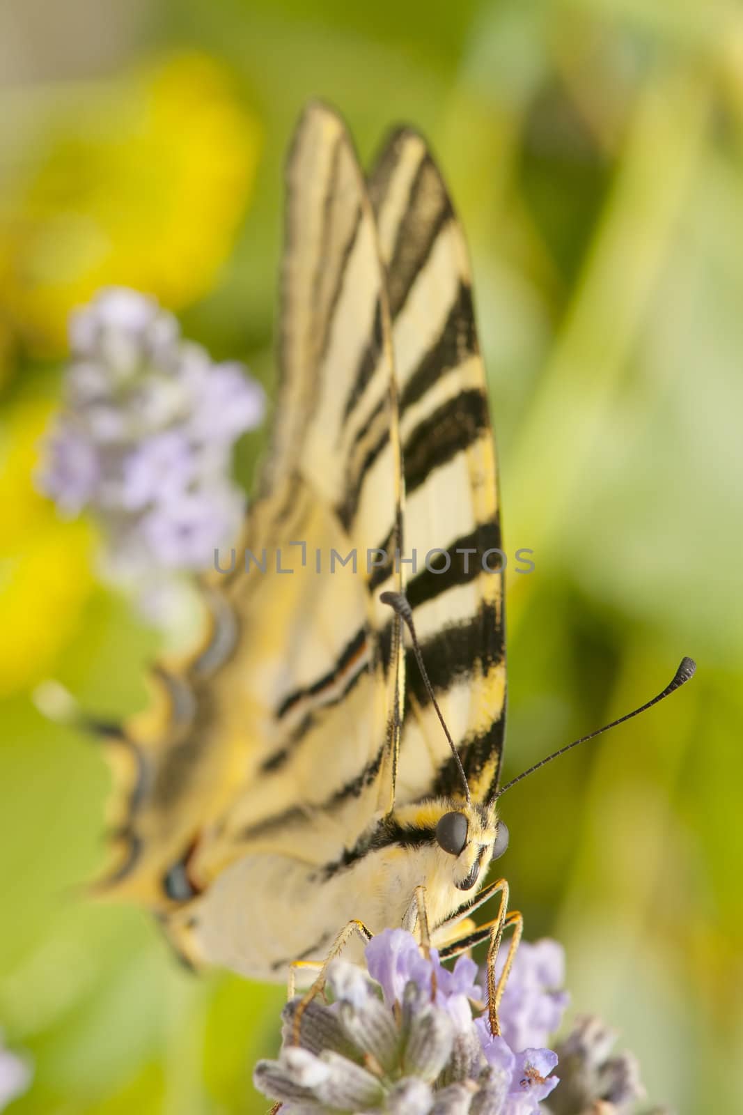  wild butterfly among the flowers of the garden