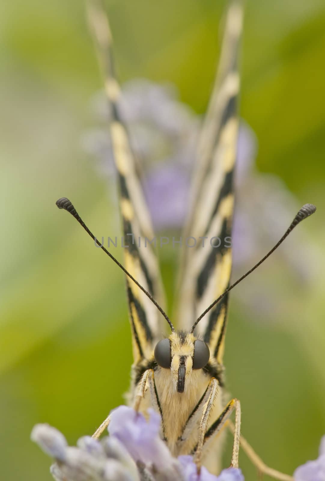  wild butterfly among the flowers of the garden