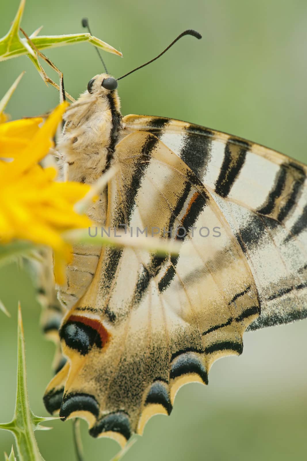  wild butterfly among the flowers of the garden