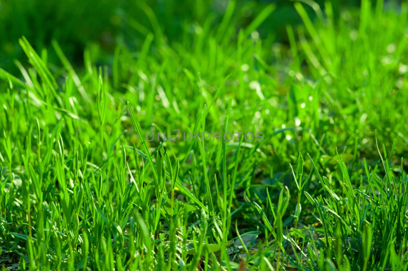 Green grass background by rbv