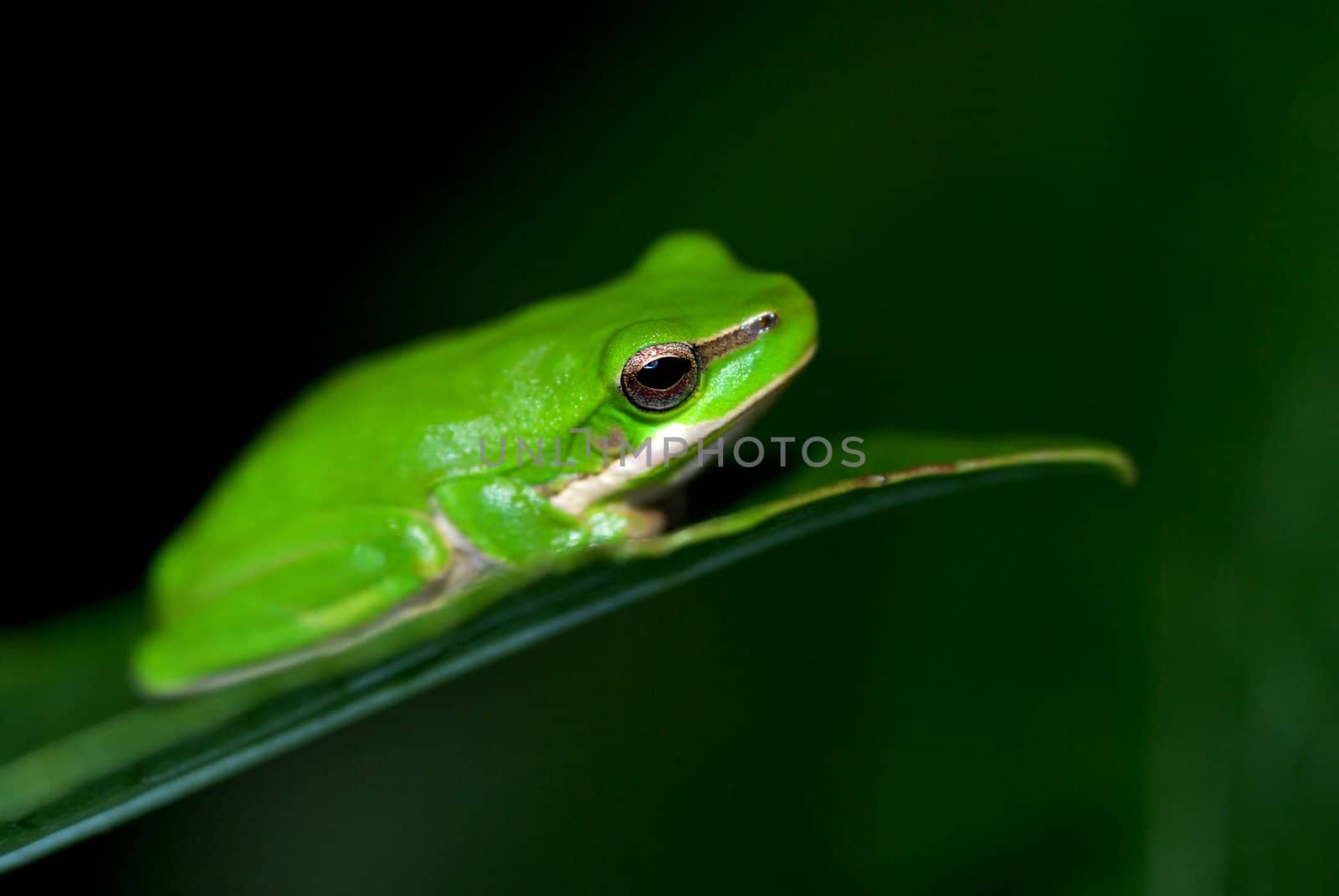 a small dwarf green tree frog sits on a leaf