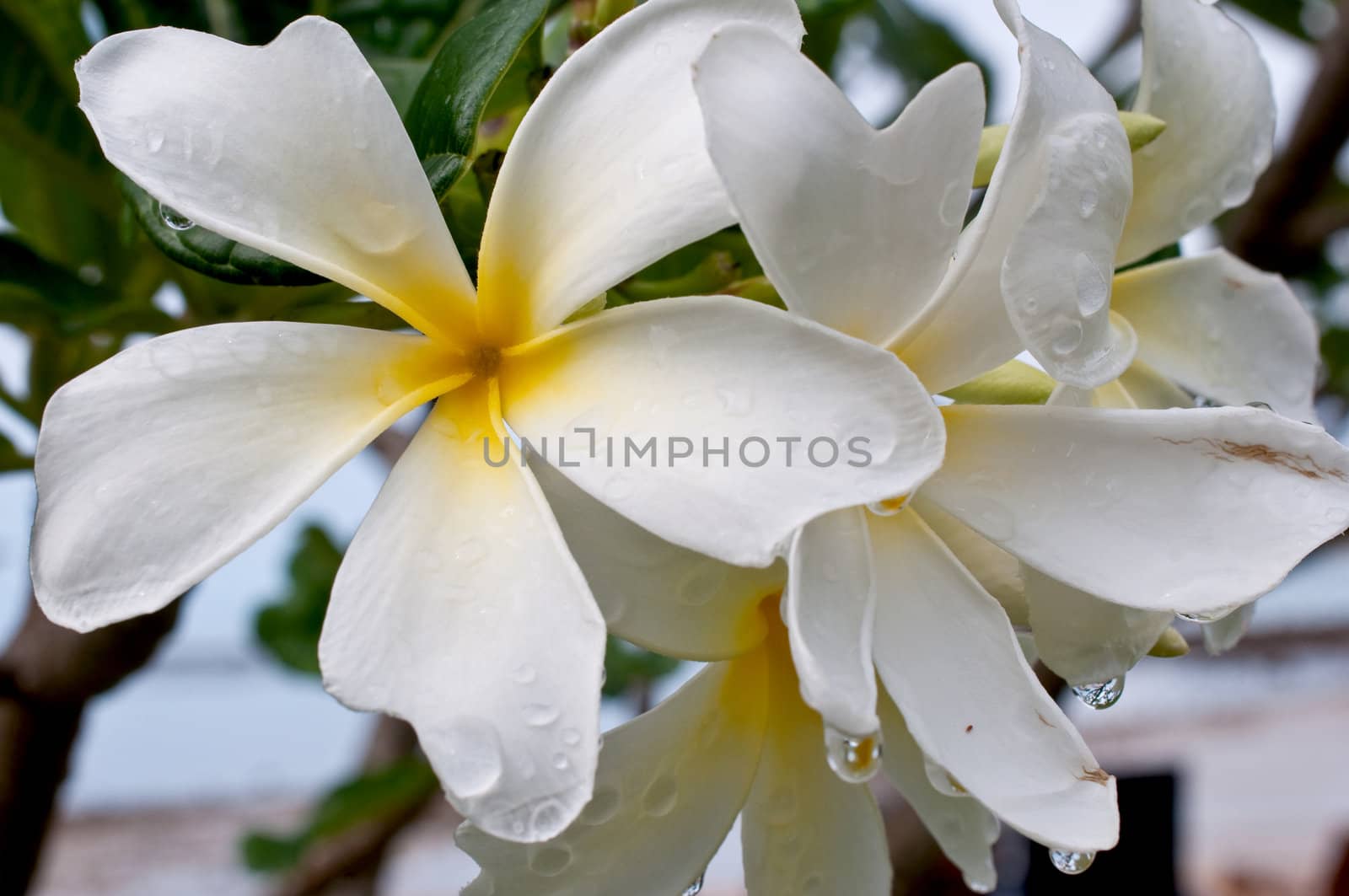 Frangipani, Plumeria, Templetree colorful flower