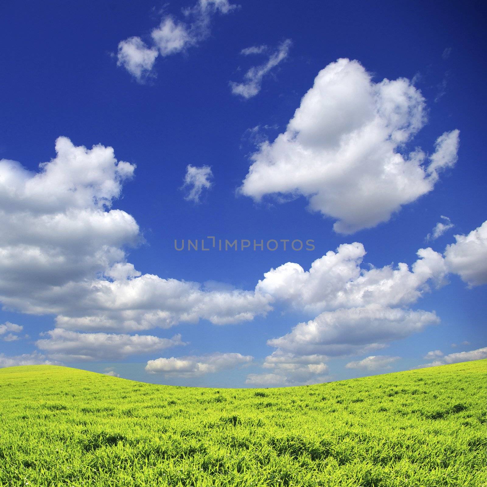 field on a background of the blue sky