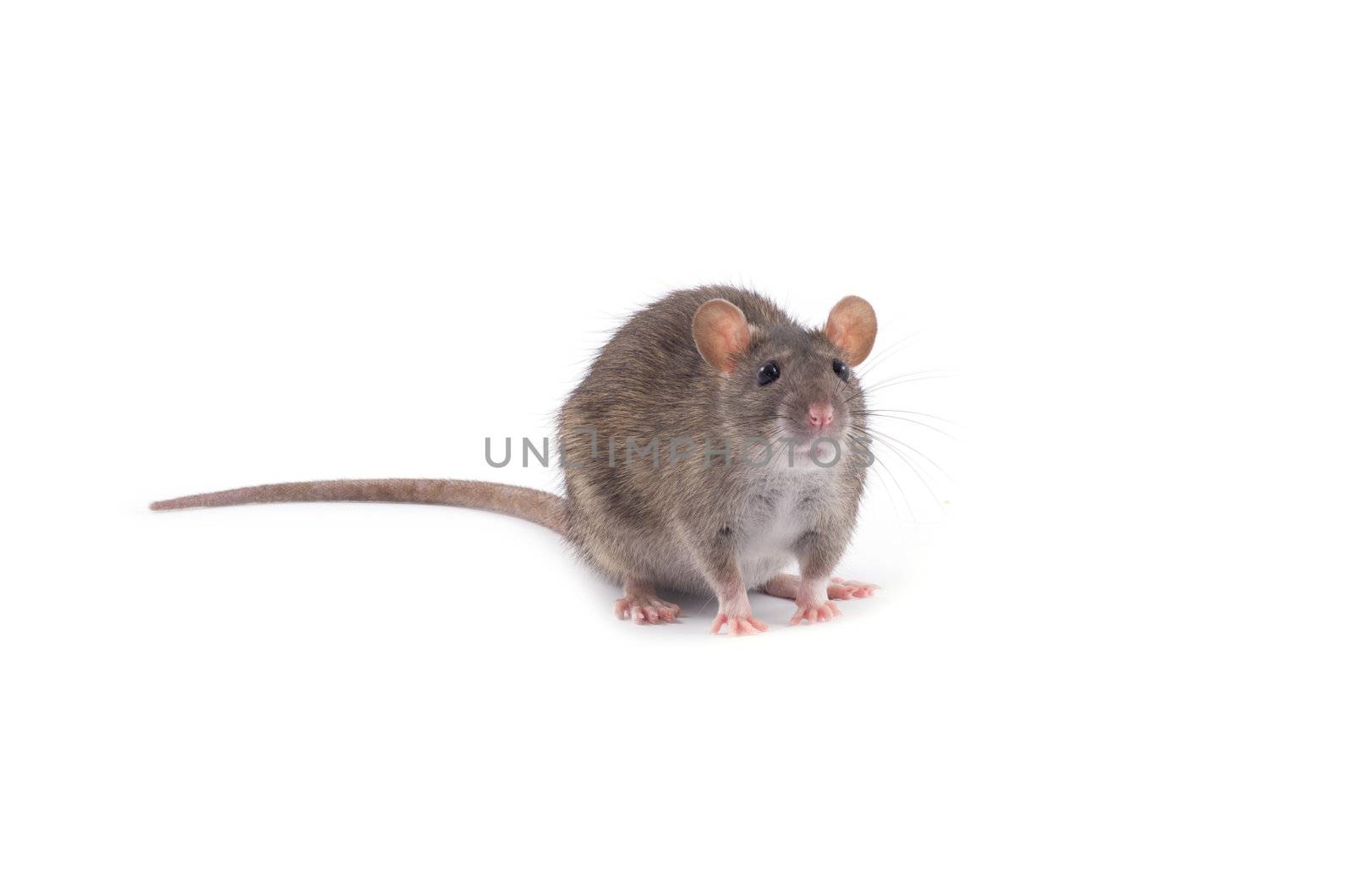 rat isolated on white background