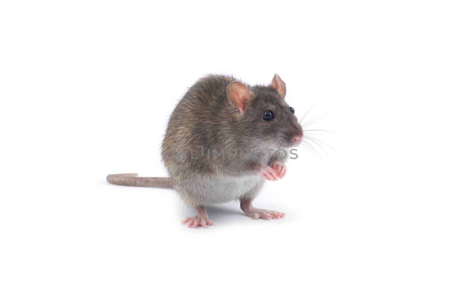 rat isolated on white background