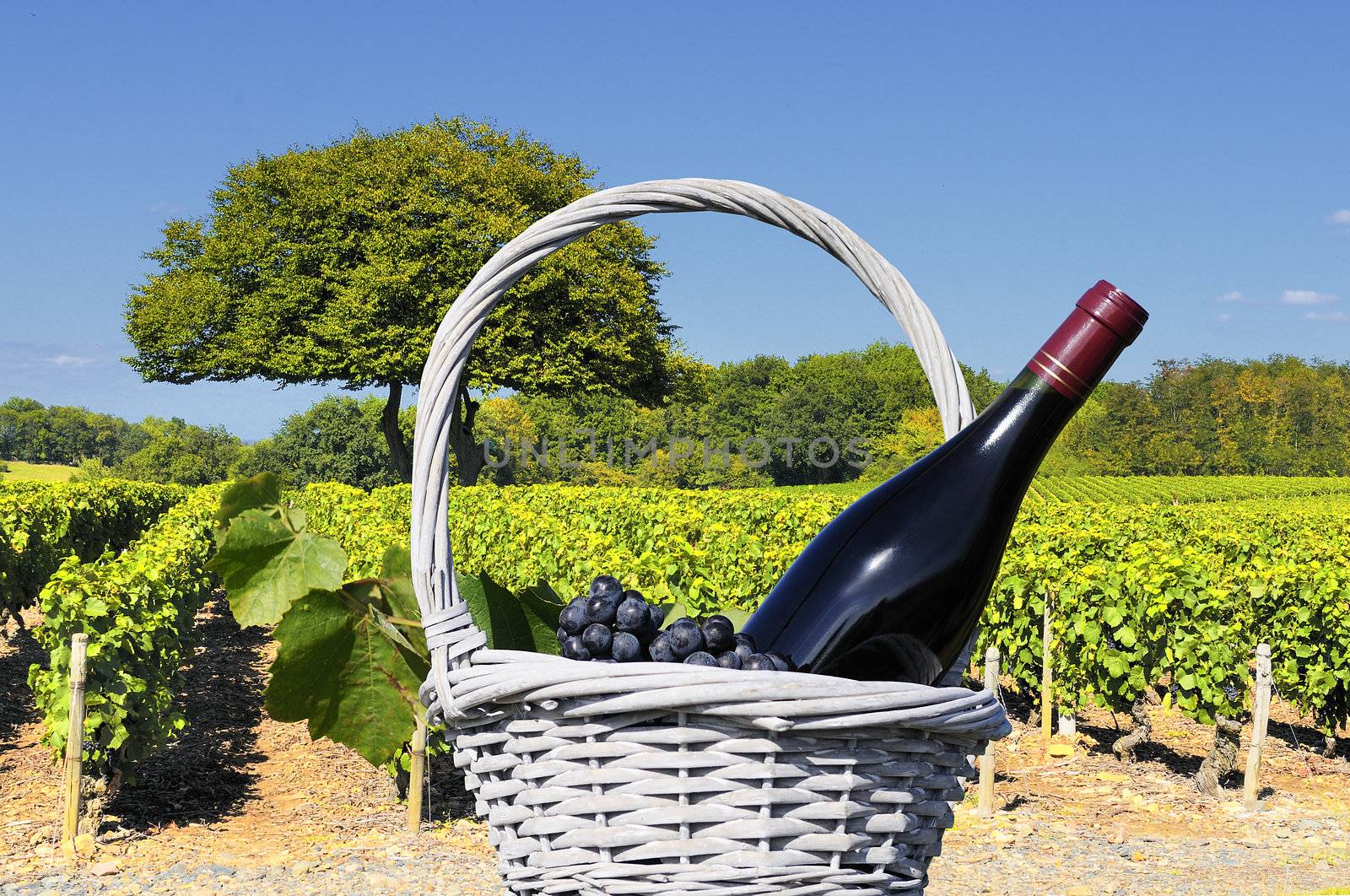 Vineyard in the famous wine making region of Beaujolais, France, during a pleasant summer morning 