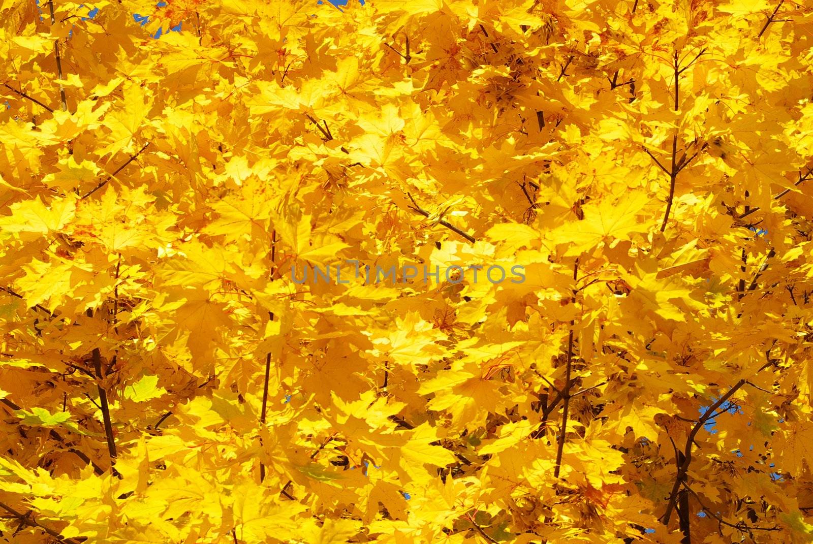 autumn leaves background by Pakhnyushchyy