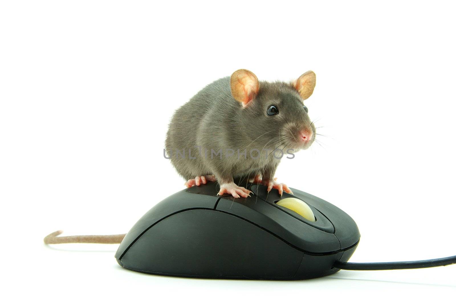 rat on computer mouse  by Pakhnyushchyy