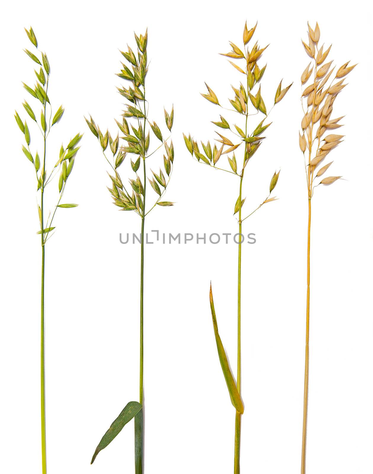 Oat collection with maturing grains