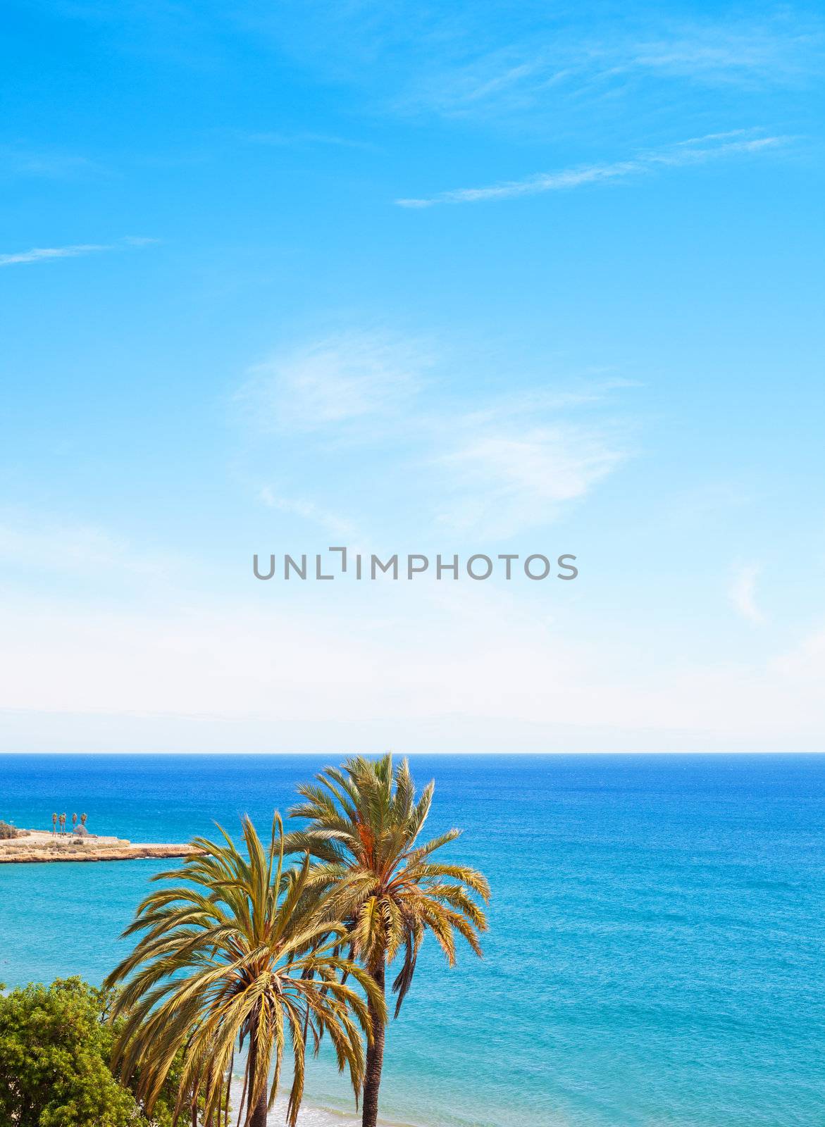 Landscape of Mediterranean sea with palm 