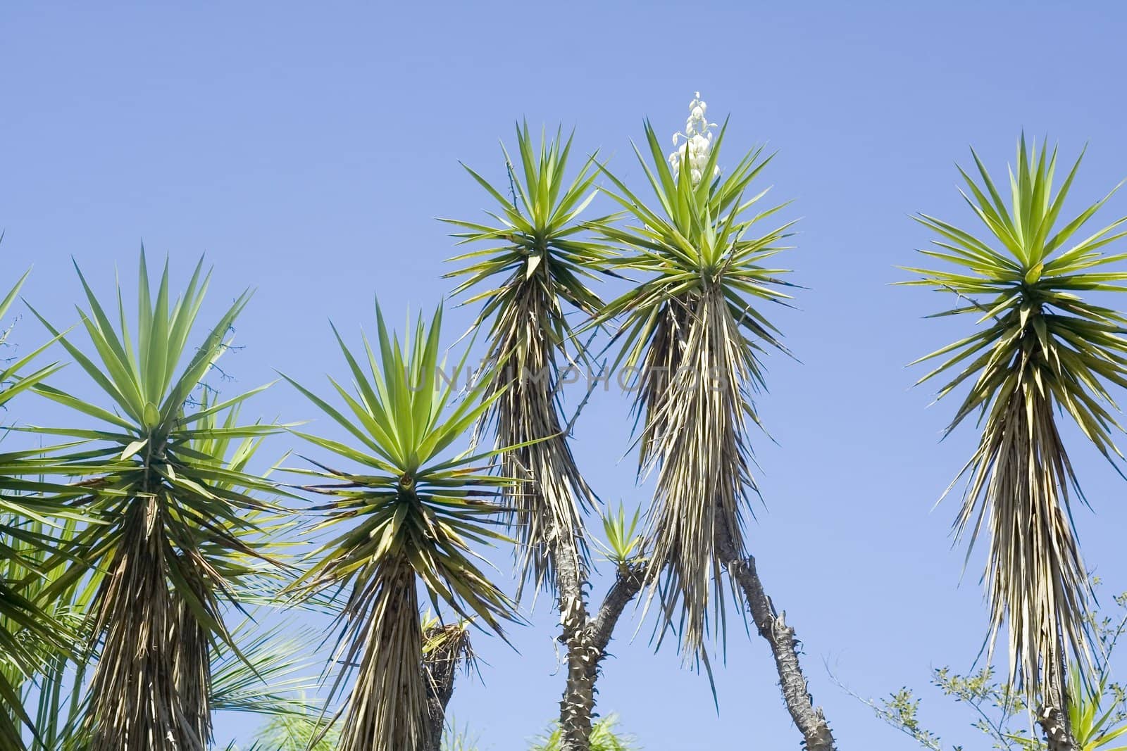 Flowering tropical plant yucca in nature on a background of blue sky
