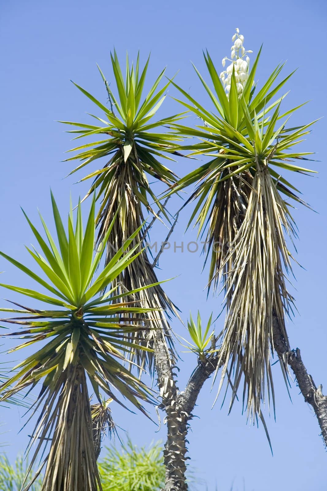 Flowering tropical plant yucca in nature on a background of blue sky