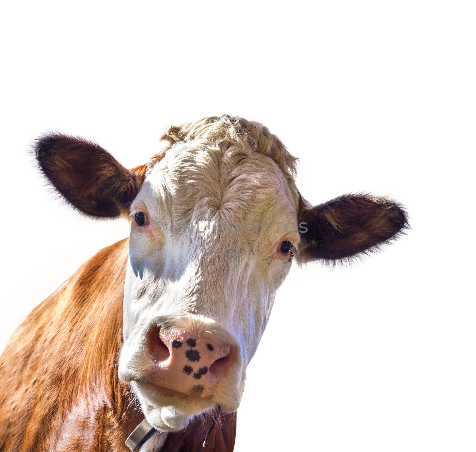 Cow isolated on white background