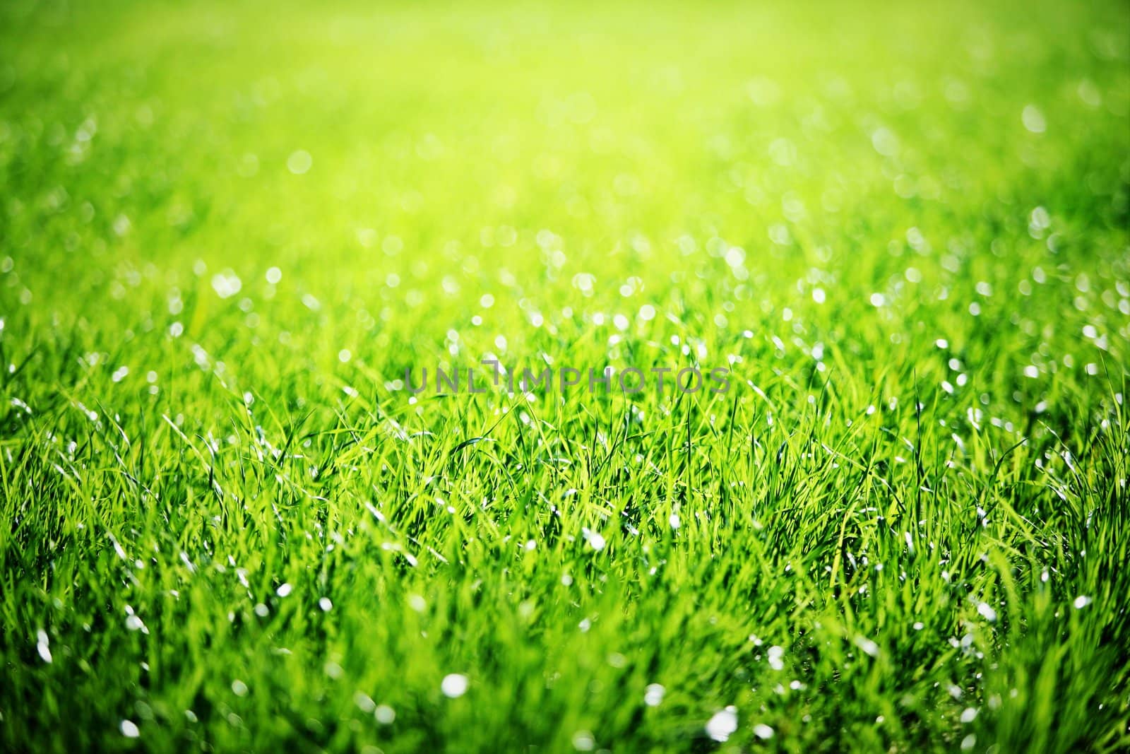Close up of green grass with focus point.
