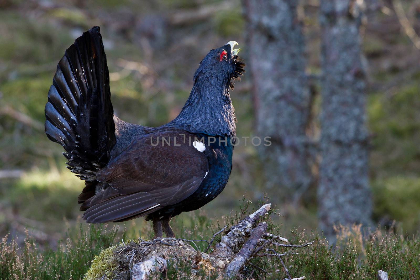 Photo of an adult male Capercaillie displaying in a forest in the Scottish highlands. Largest member of the grouse family.