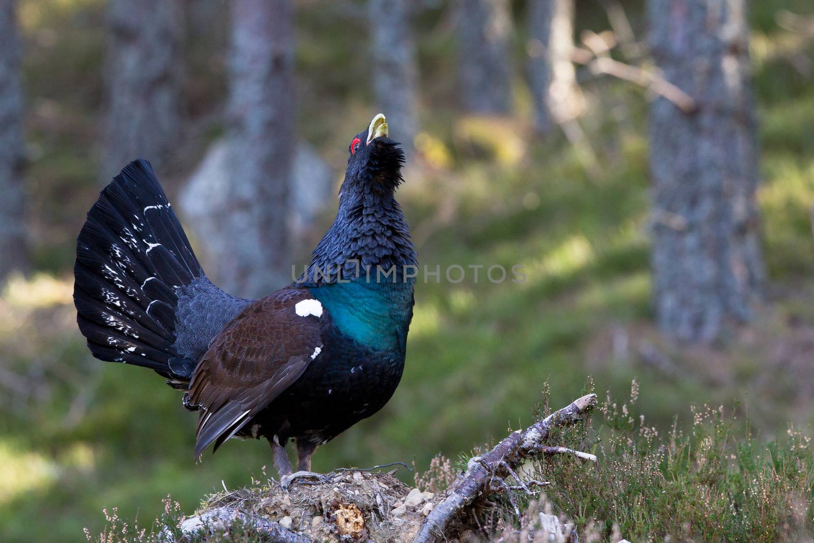 Photo of an adult male Capercaillie displaying in a forest in the Scottish highlands. Largest member of the grouse family.