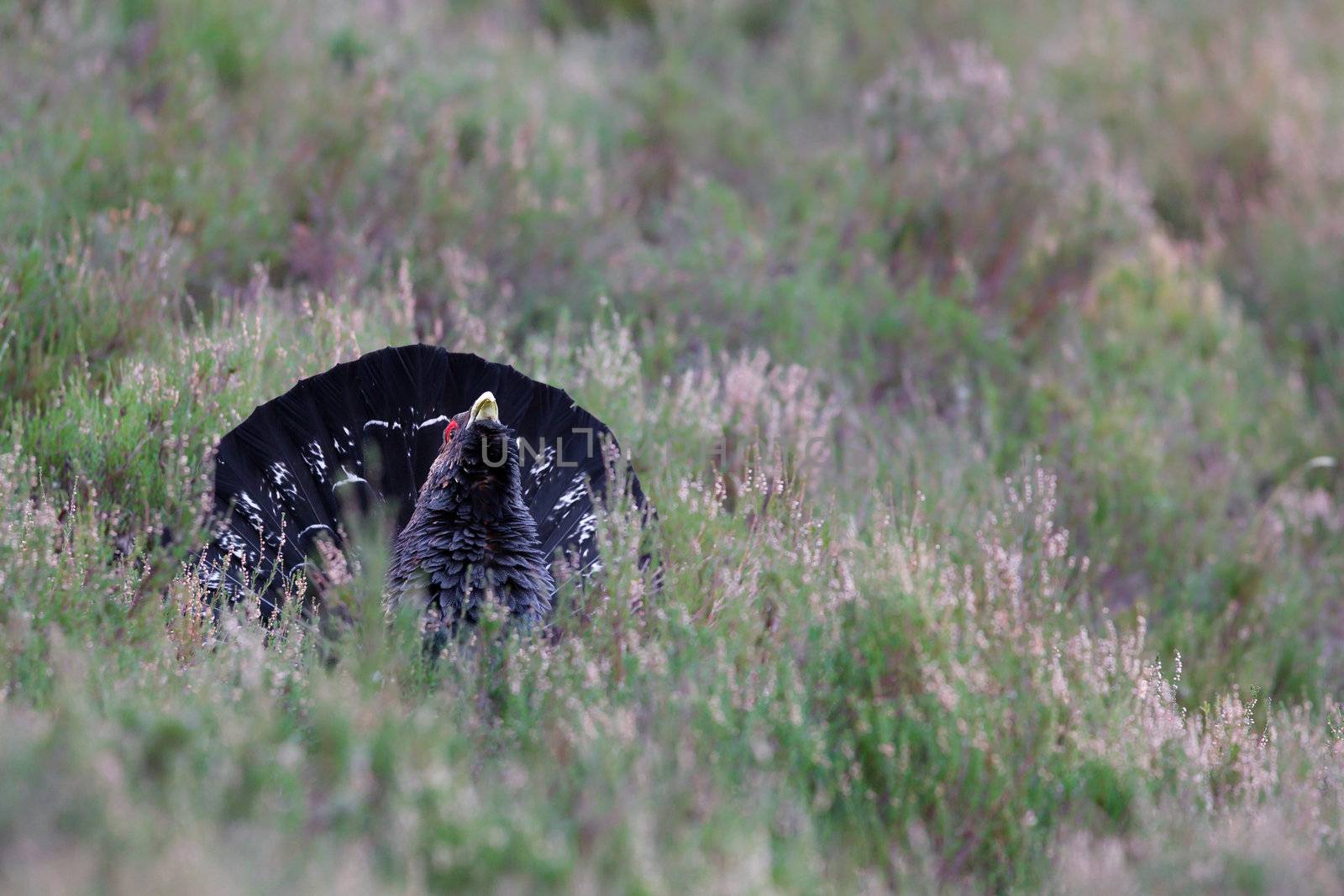 Photo of an adult male Capercaillie displaying in a forest in the Scottish highlands. Largest member of the grouse family.