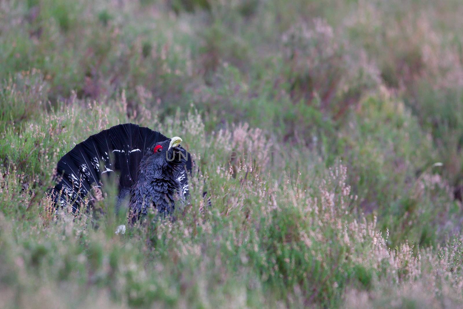 Photo of an adult male Capercaillie displaying in a forest in the Scottish highlands. Largest member of the grouse family.