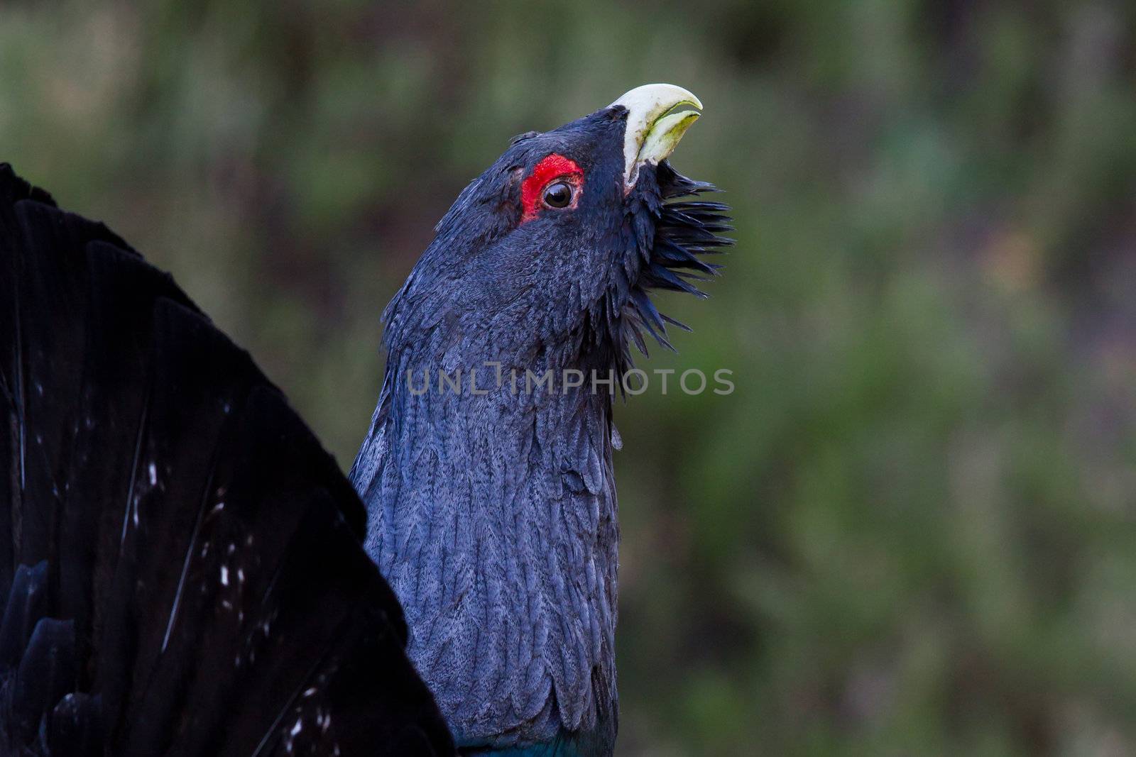 Photo of an adult male Capercaillie displaying in a forest in the Scottish highlands. Largest member of the grouse family.